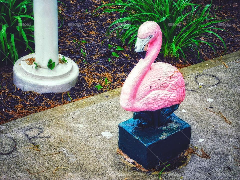 Pink flamingo 