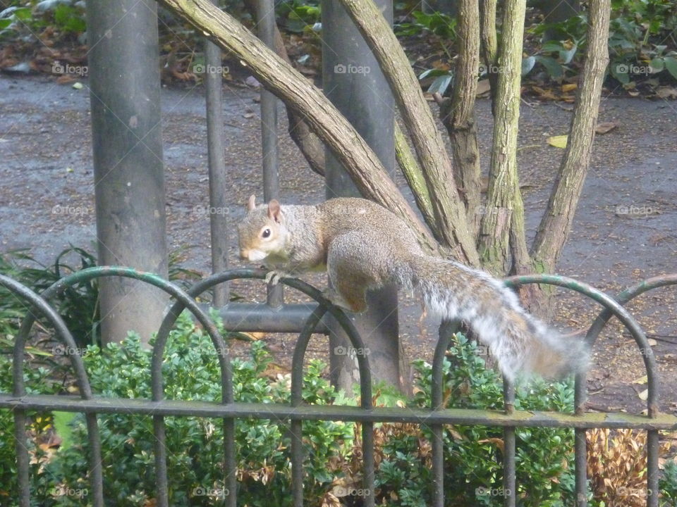 a squirrel in london