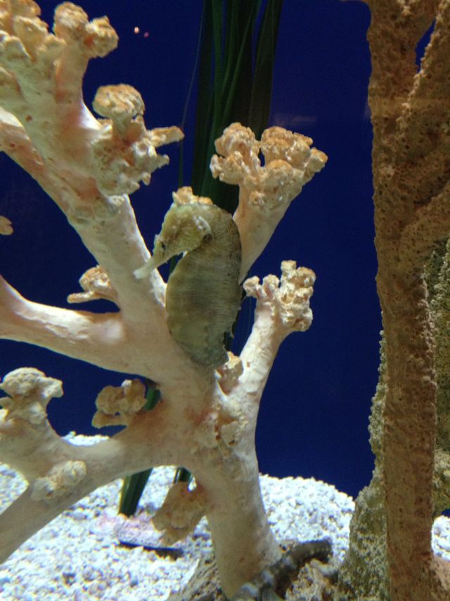 Seahorse at aquarium