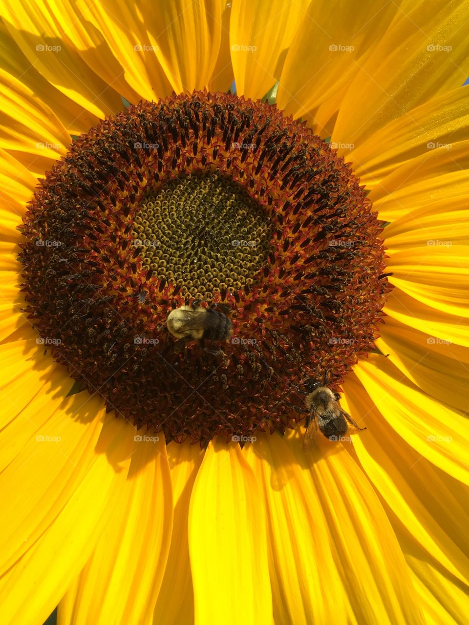 Bees on sunflower 