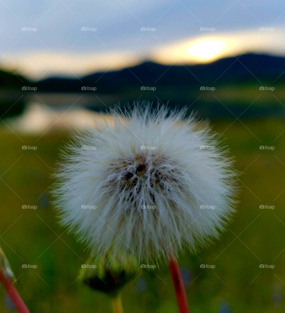 dandelion