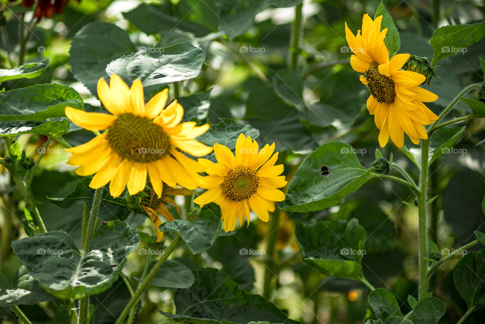 sunflowers bees and bumblebees