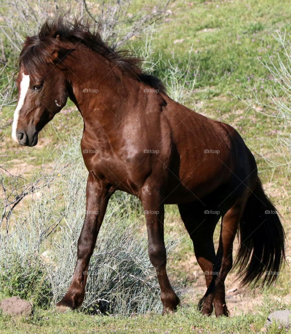Wild Stallion Climbing Up Hill