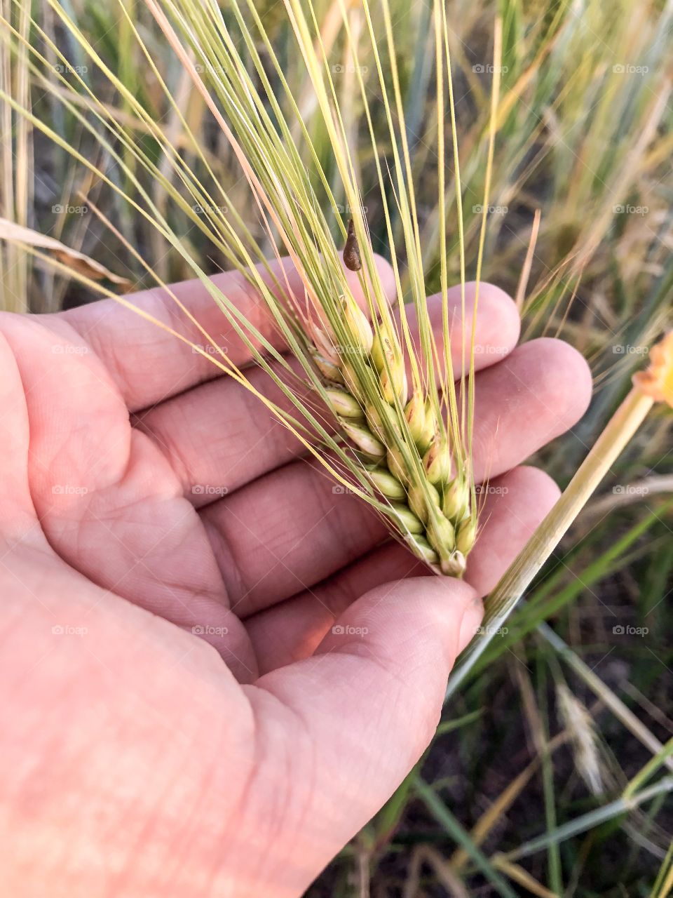 A hand holding wheat grain 
