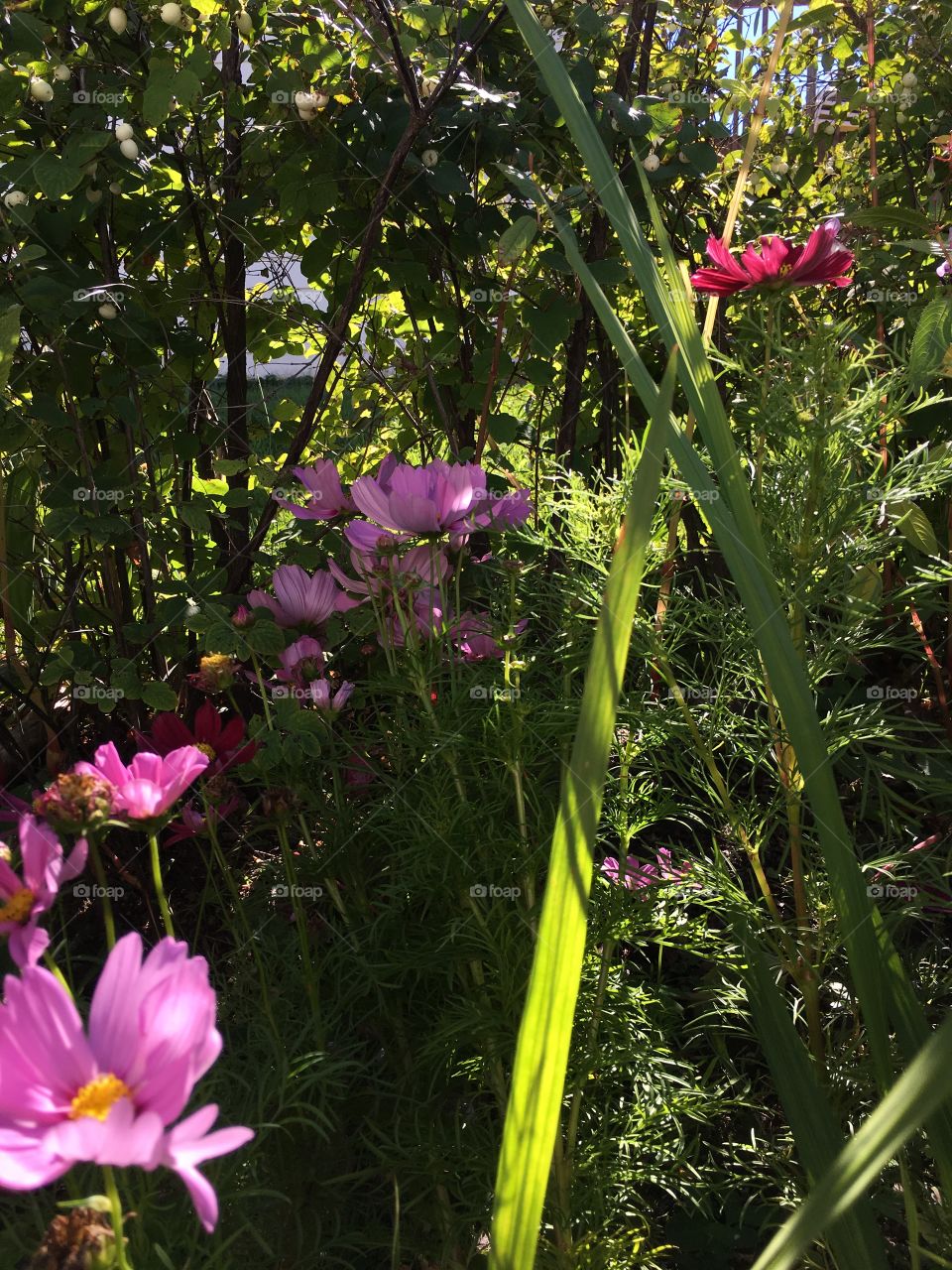 My mother’s garden (part of it)