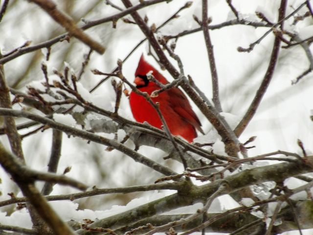 Winter Visitor