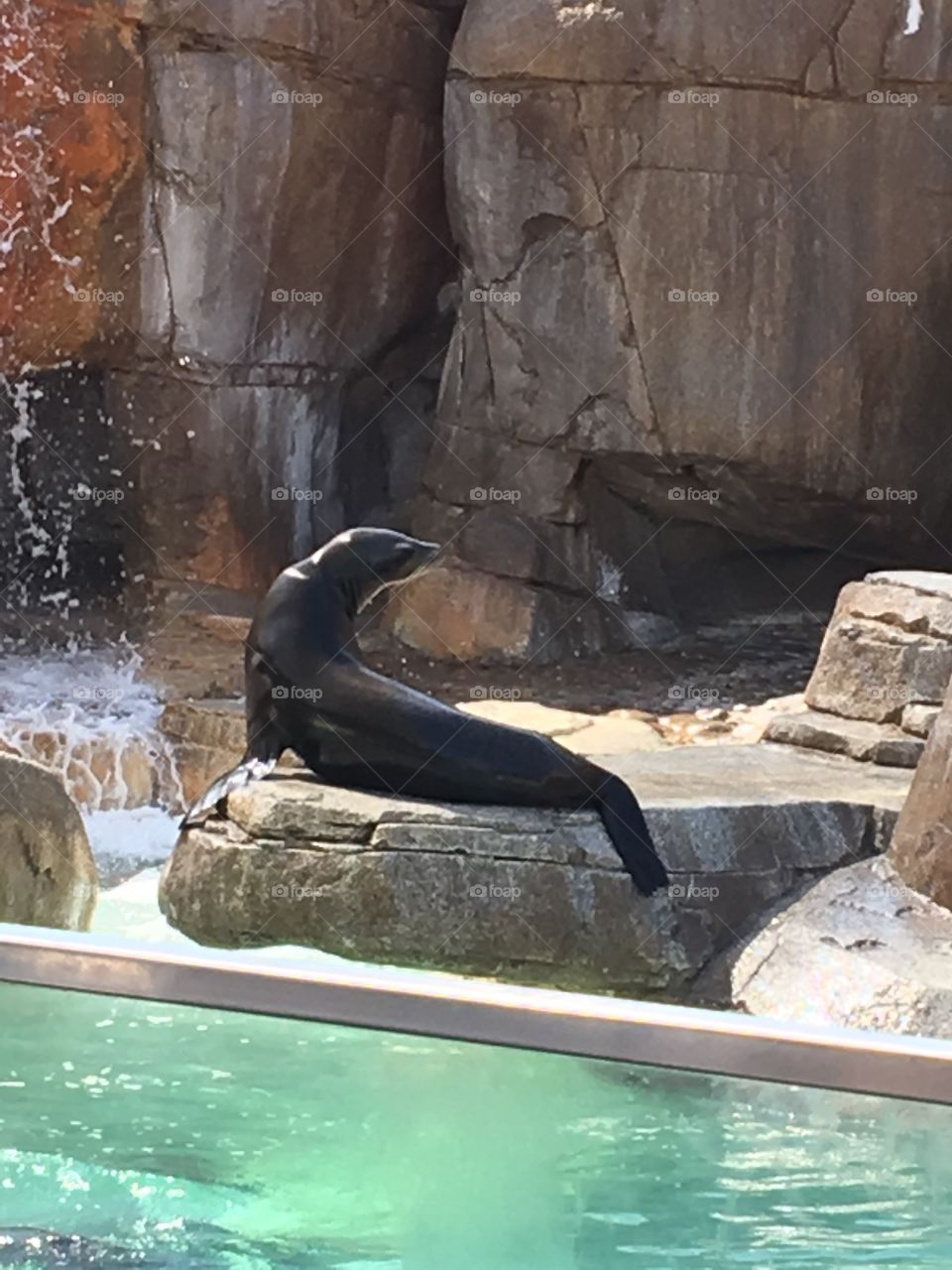Sea lion at San Diego’s Sea World. Shiny black coat and a very interactive animal 