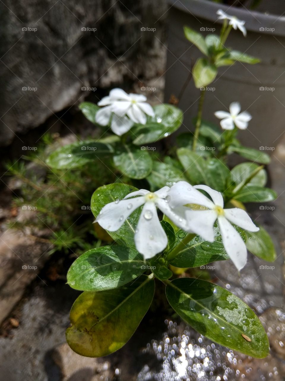 Pairs of white flowers with green leaves look like amazing in rain drops with natural beauty