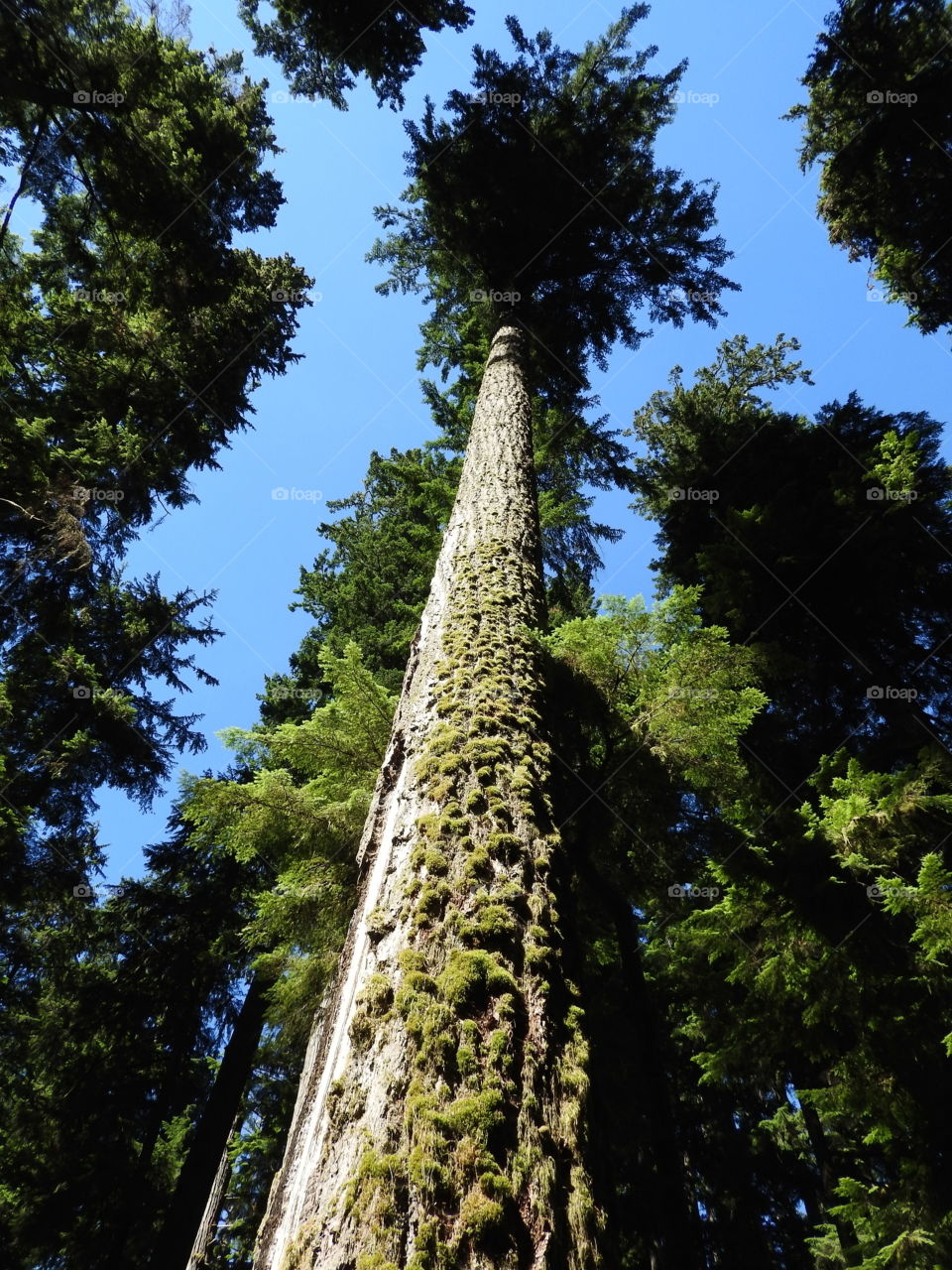 Ancient Douglas Fir Cathedral Grove Vancouver Island