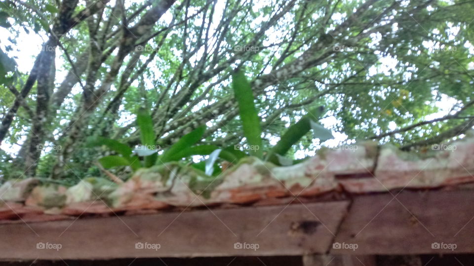 BROMÉLIAS NO TELHADO