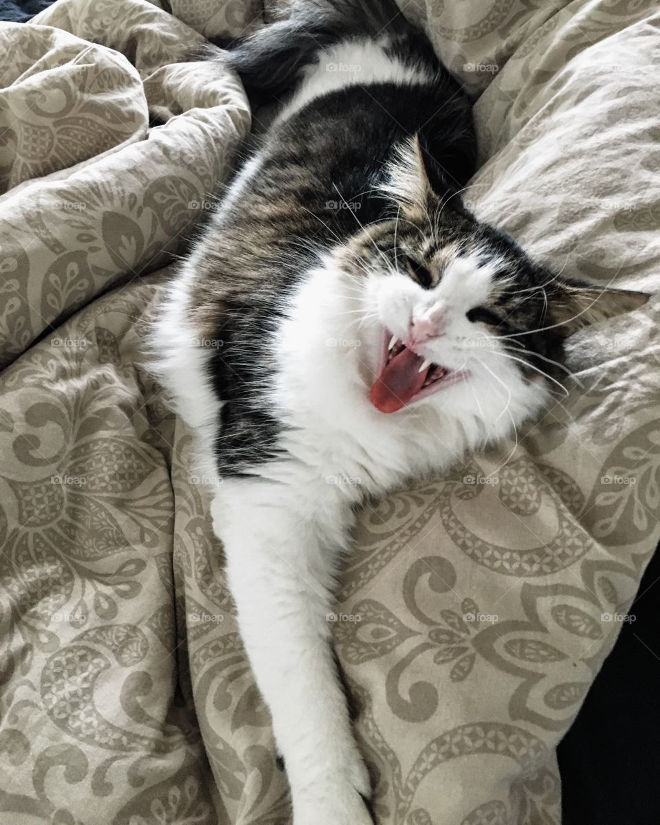 Cat yawning 