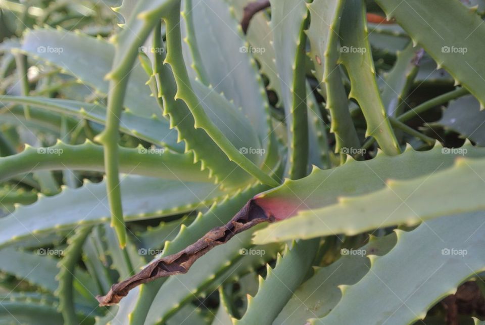 Aloe lost limb