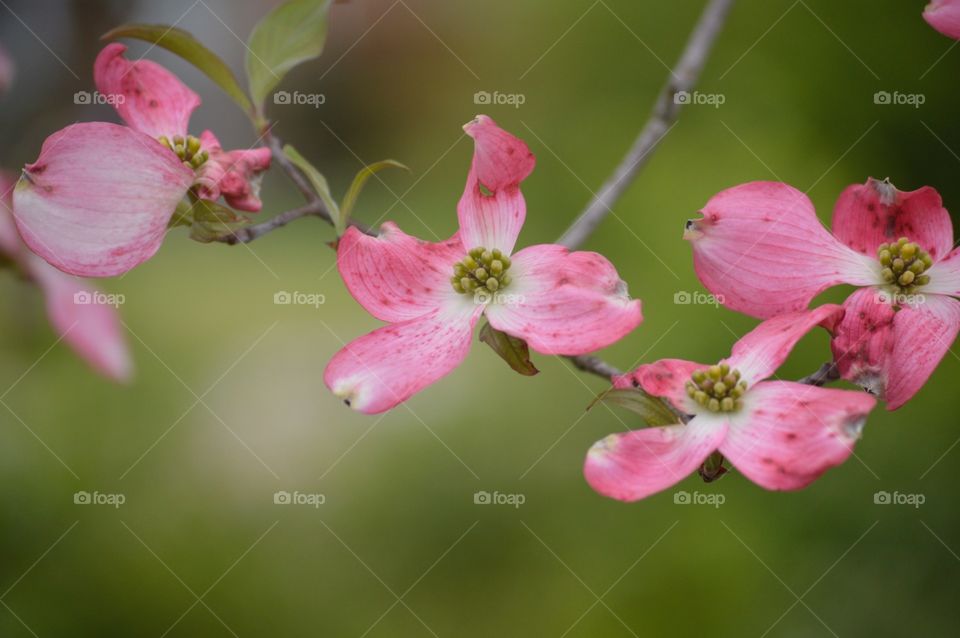 Pink dogwood blooms 