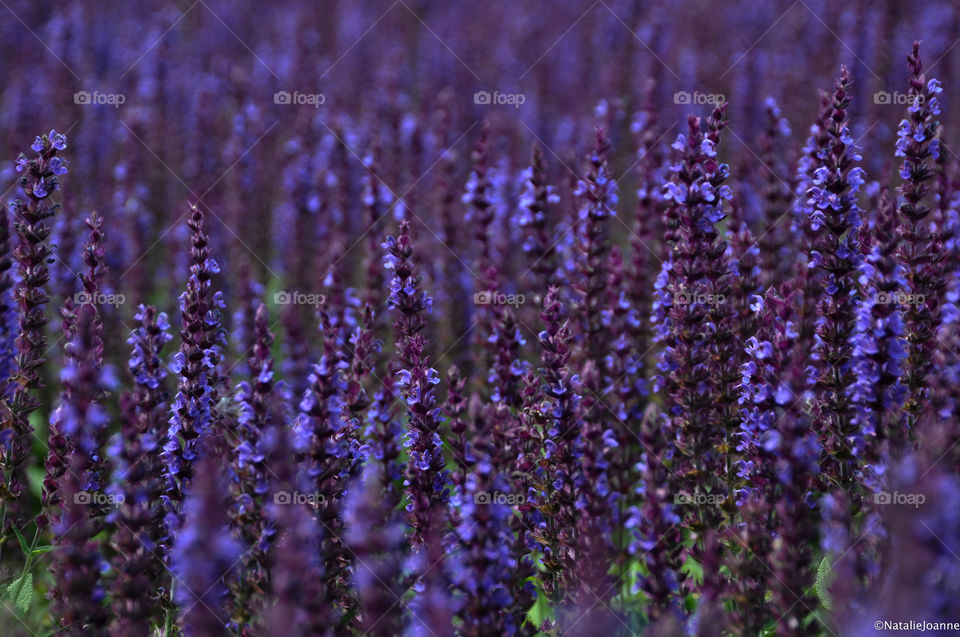 Flower, Lavender (Flower), Lavender Color, No Person, Field