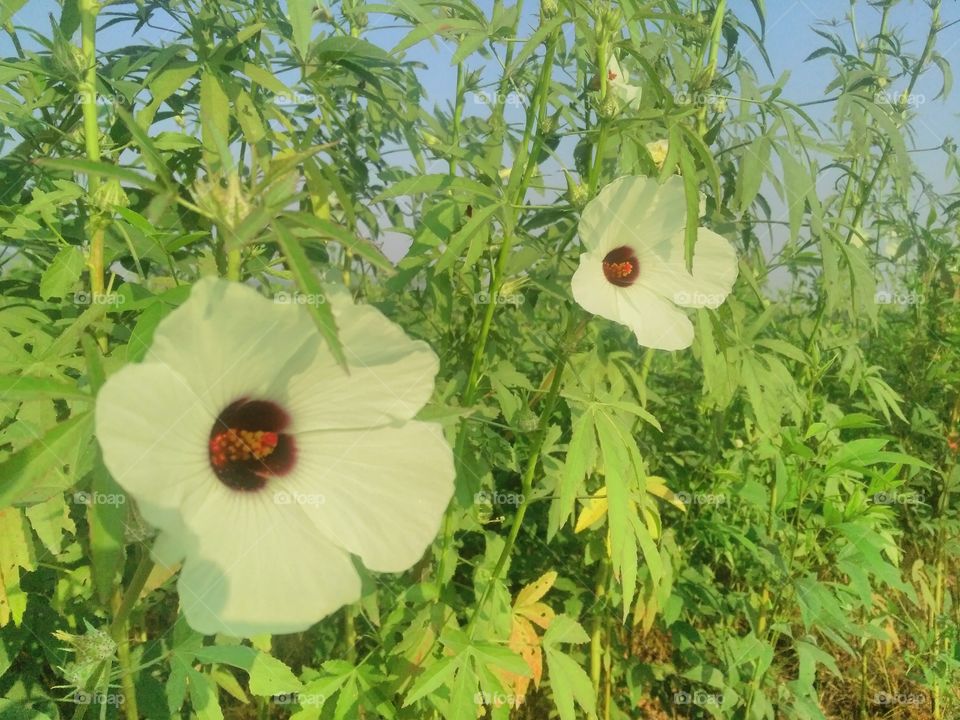 a beautiful flowers in the garden.