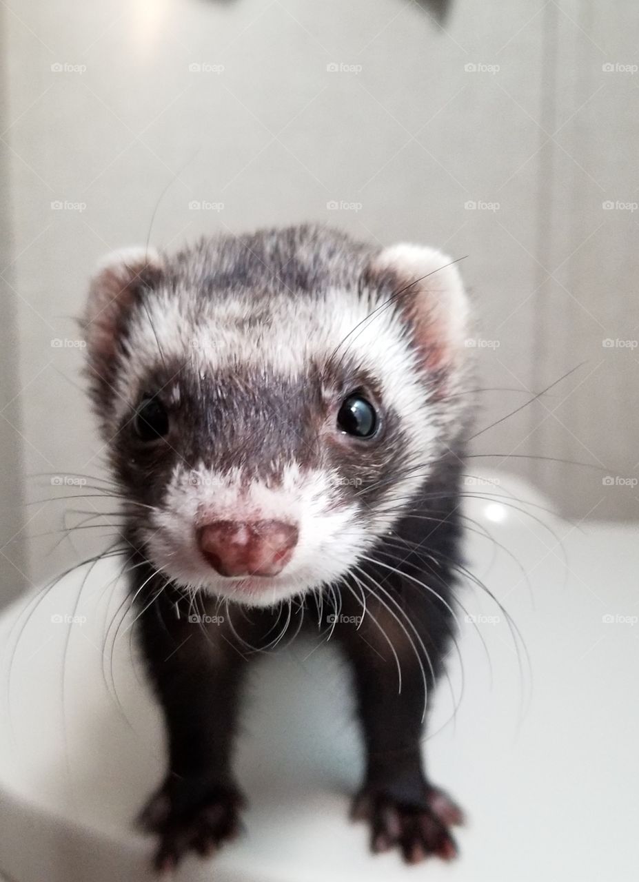 Just a cute little ferret that loves to pose for a photo shoot. This is her best look.