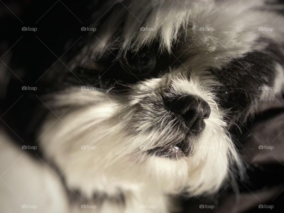Close-up of a Shih Tzu