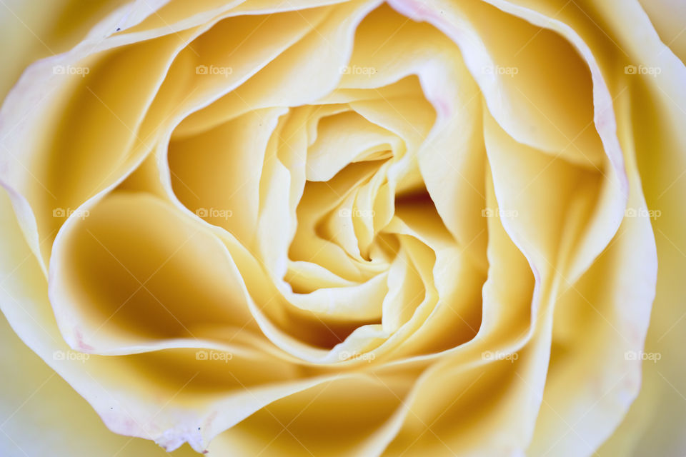 yellow rose