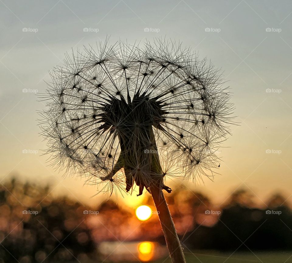 Dandilion