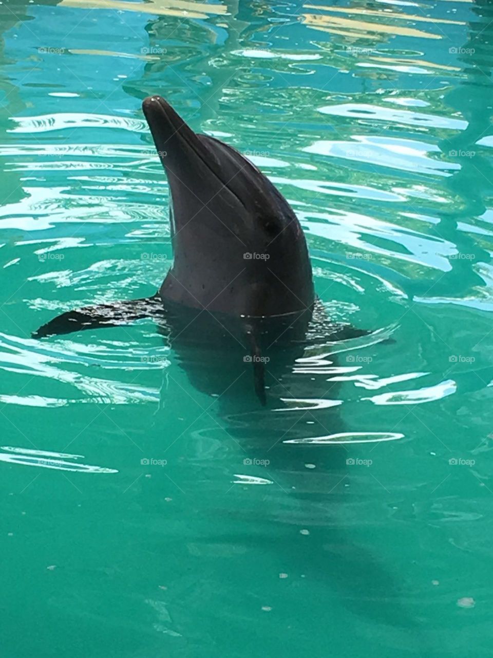 Dolphin at close up