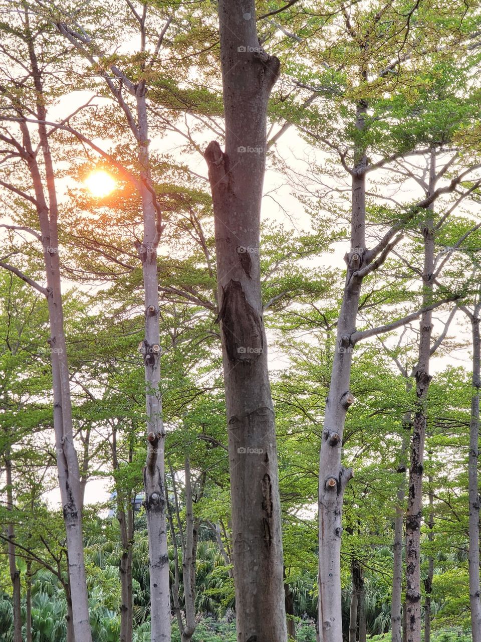 Dadong Wetlands Park lotus forest