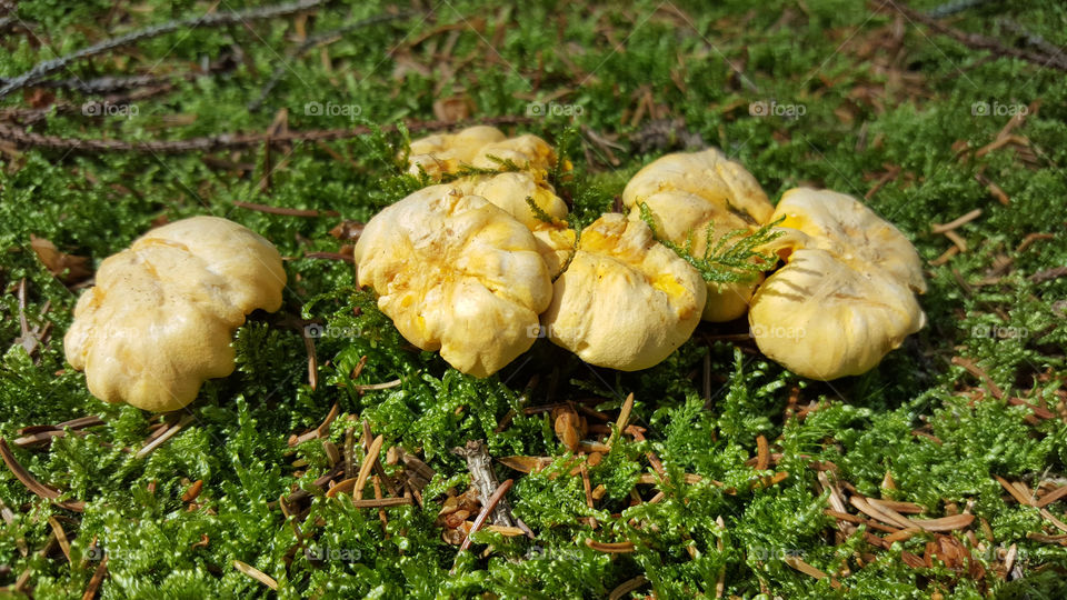 Yellow chanterelles mushrooms in mossy forest .
Gula kantareller i mossig skog