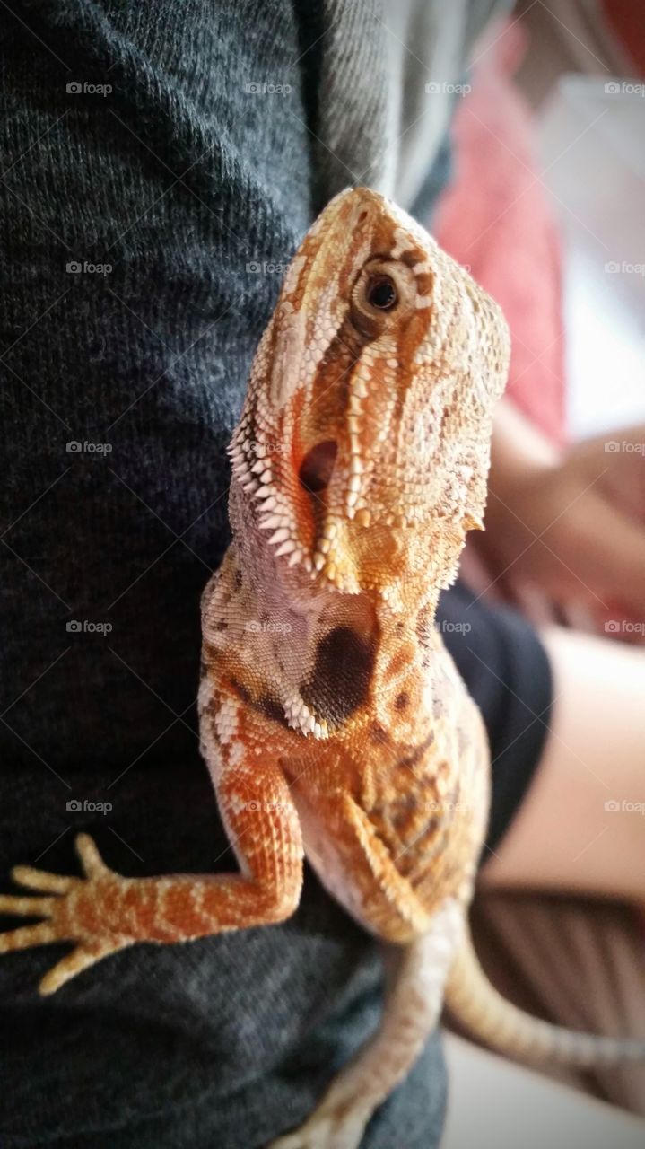 bearded dragon