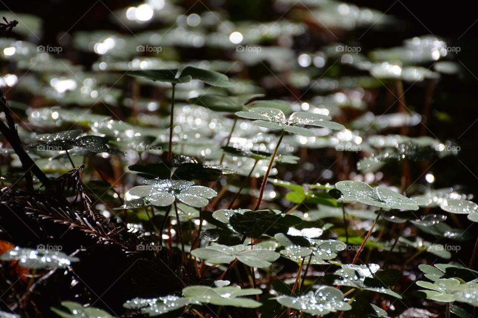 Dewdrops
