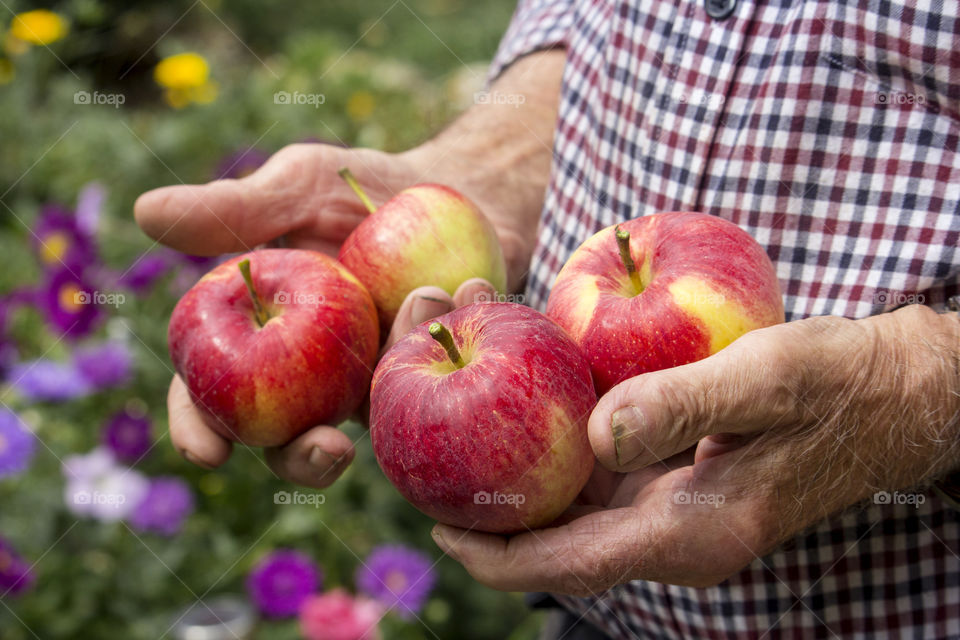 Hands holding red apples outdoor