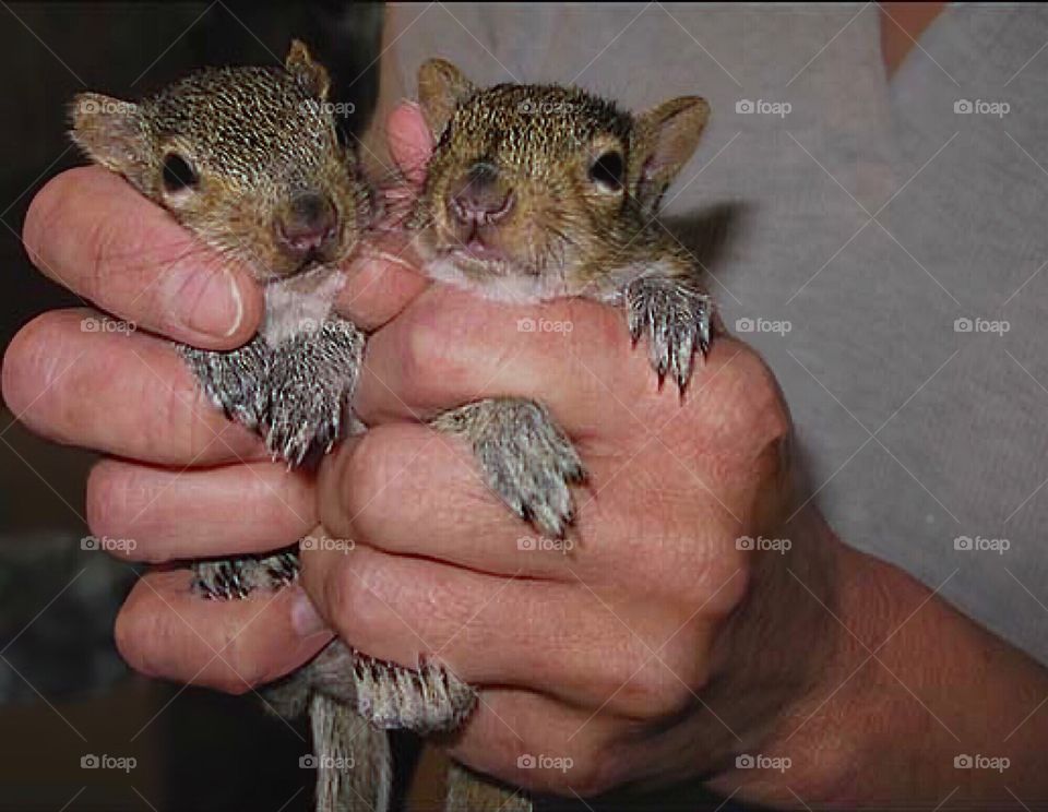 Raising orphan baby squirrels until their ready for a soft release into the forest.