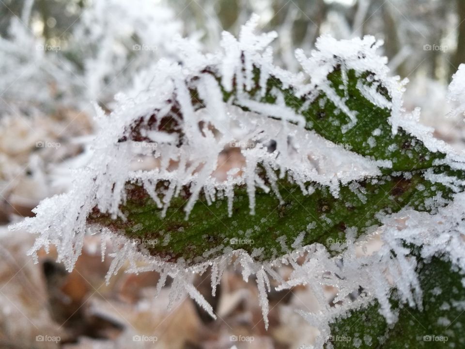 Frost covered leaf