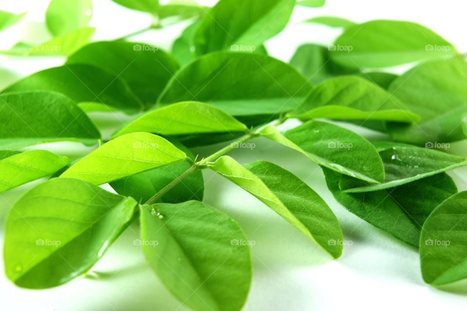 green flower macro background by kbuntu