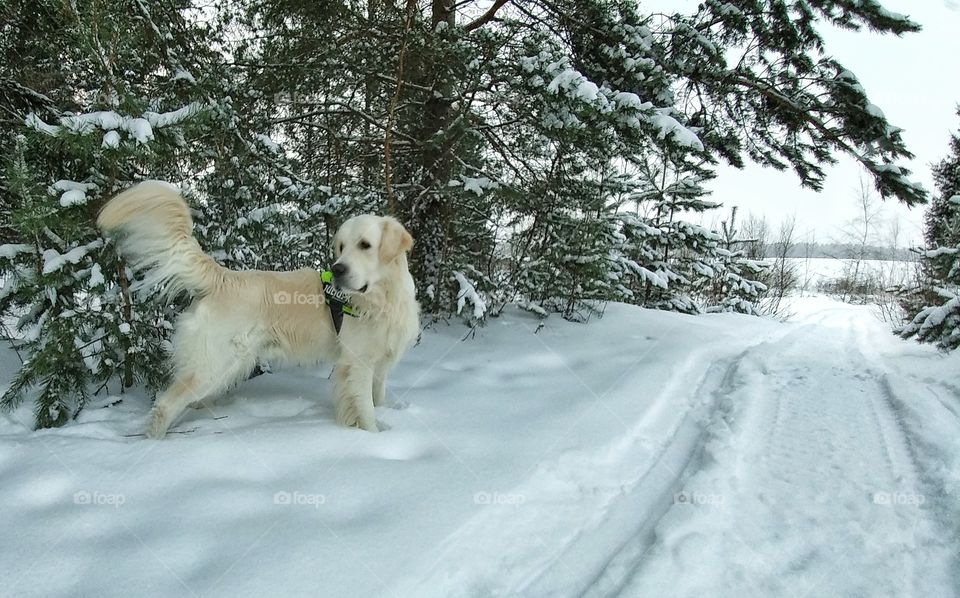 Forest road guard.