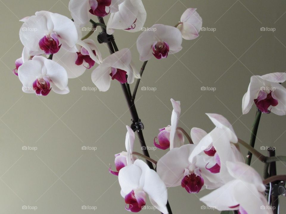White & purple orchids that my husband bought for me years ago. 