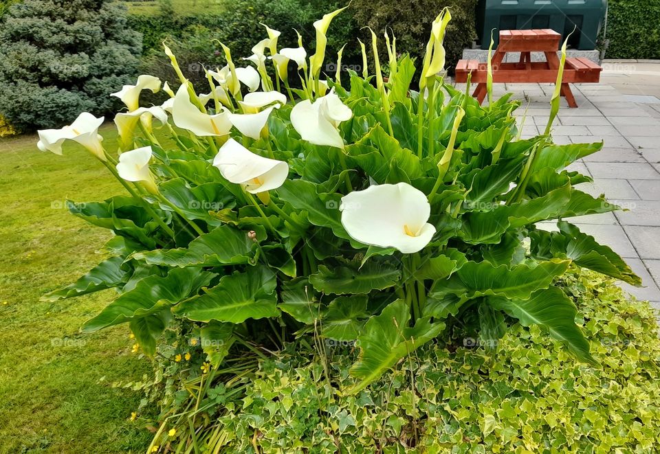 Garden lilies blooming large bunch