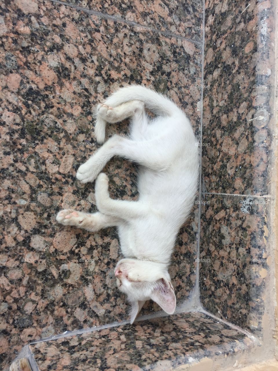 Sleeping hungry cat at entrance of my office. 