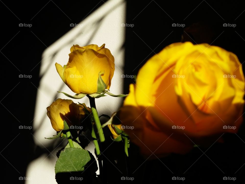 Rosas amarelas