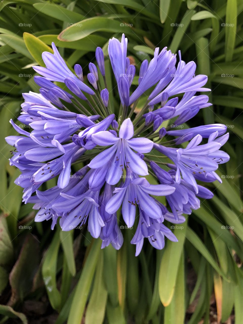 Close-Up in Sausalito