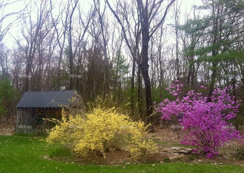 A serene spring scene with vibrant flowering trees in full bloom, their branches adorned with bright yellow and pink flowers. The blossoms create a stunning contrast against the leafless trees and small horse barn evoking a peaceful atmosphere.