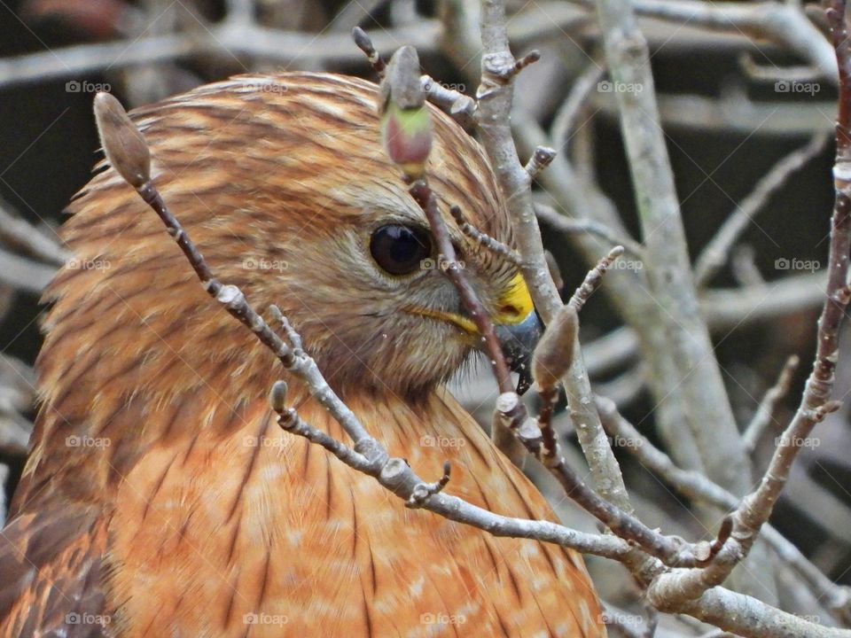 With his keen eyesight while sitting in a Magnolia tree, the Red-tailed Hawk looks for dinner 