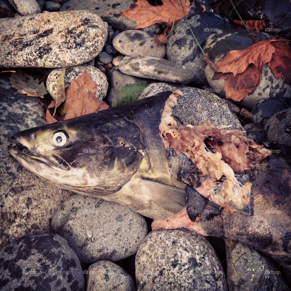 Dead fish on rock at beach