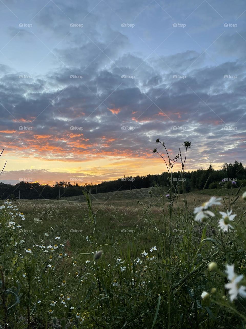 evening summer sunset