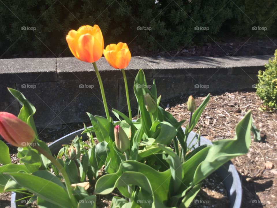 Tulips blooming in the Garden