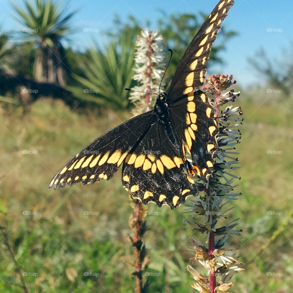 A black and yellow butterfly rests on a white desert plant. The unfocused background has a few Texas yuccas and a clear blue sky.