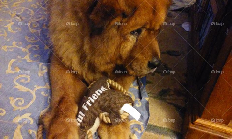 Iggy Pup Tibetan Mastiff and new toy