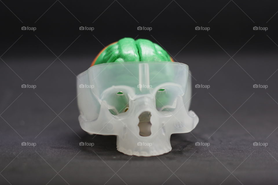 Build your own brain, a plastic model of the human skull and brain.