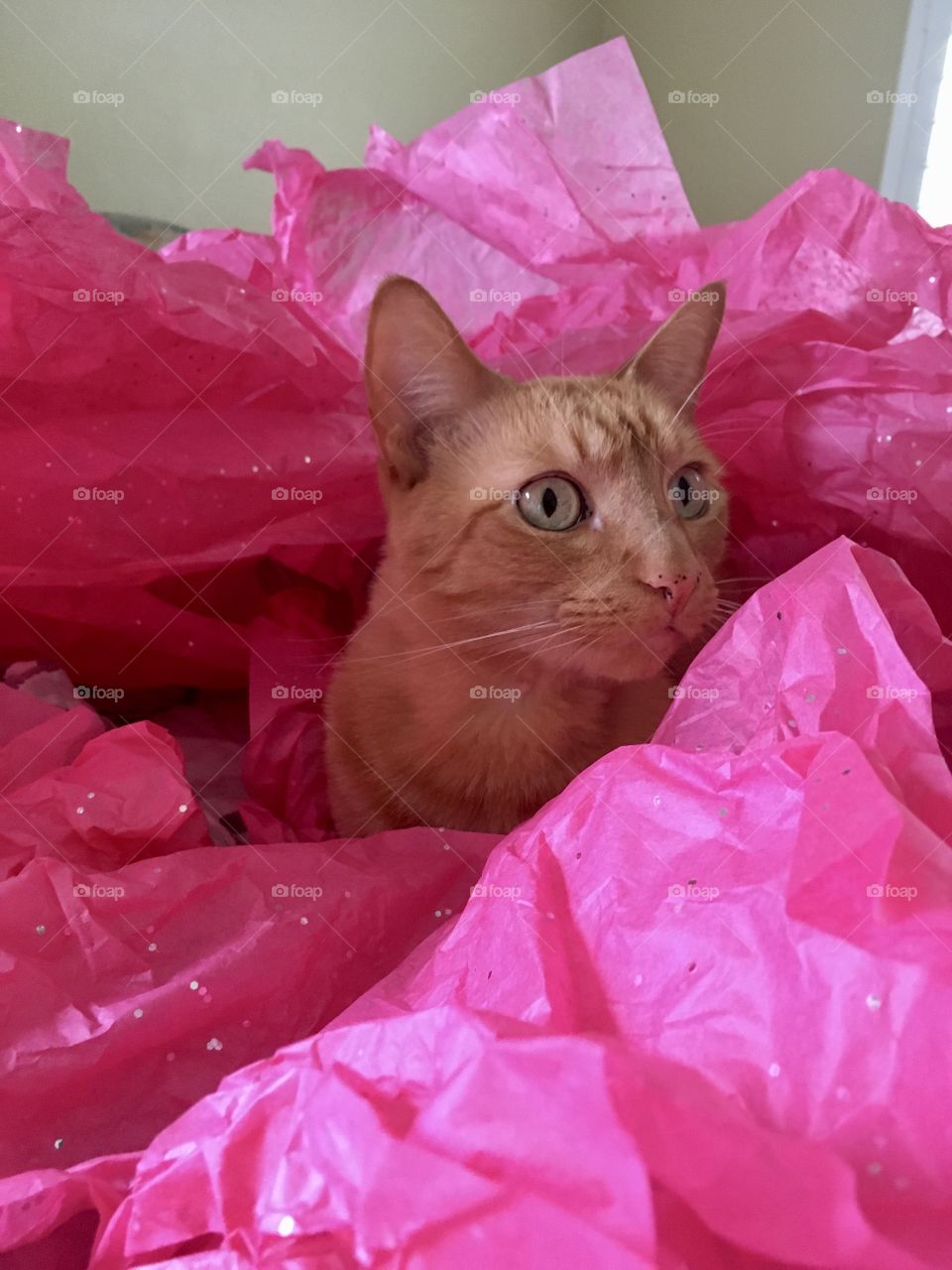 Pretty ginger kitty sitting in pink sparkling tissue paper
