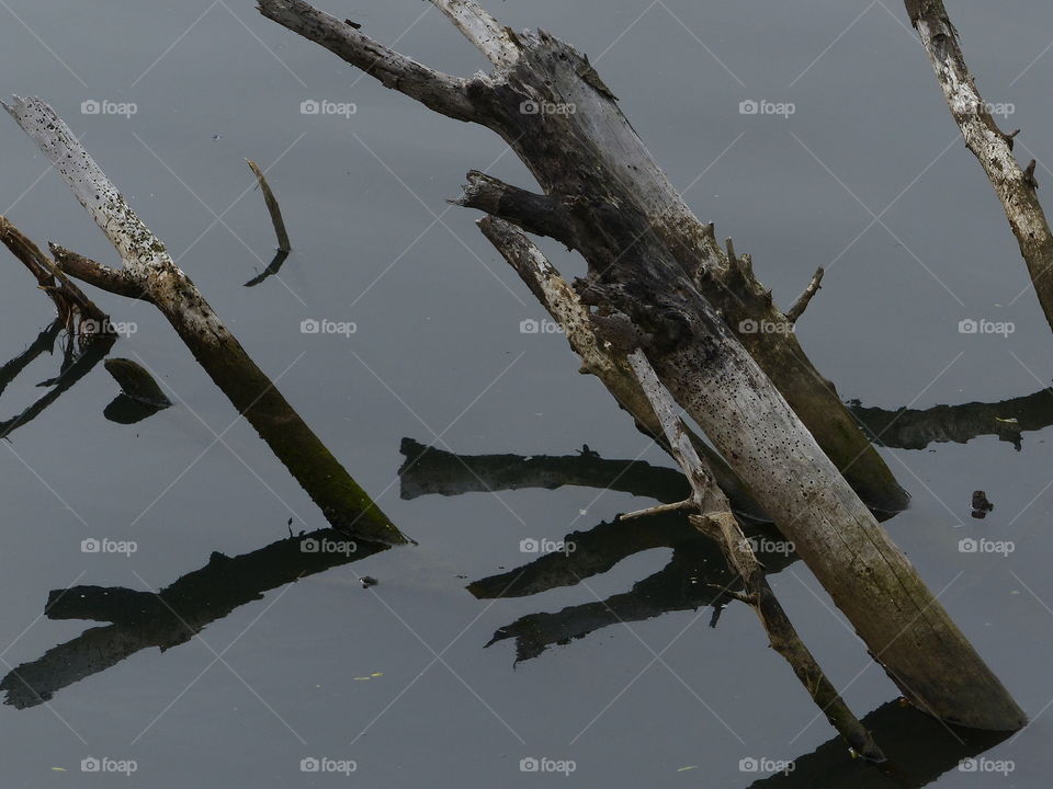 Closer view reflecting branches 