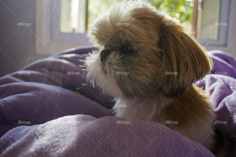 Cute dog in the sun