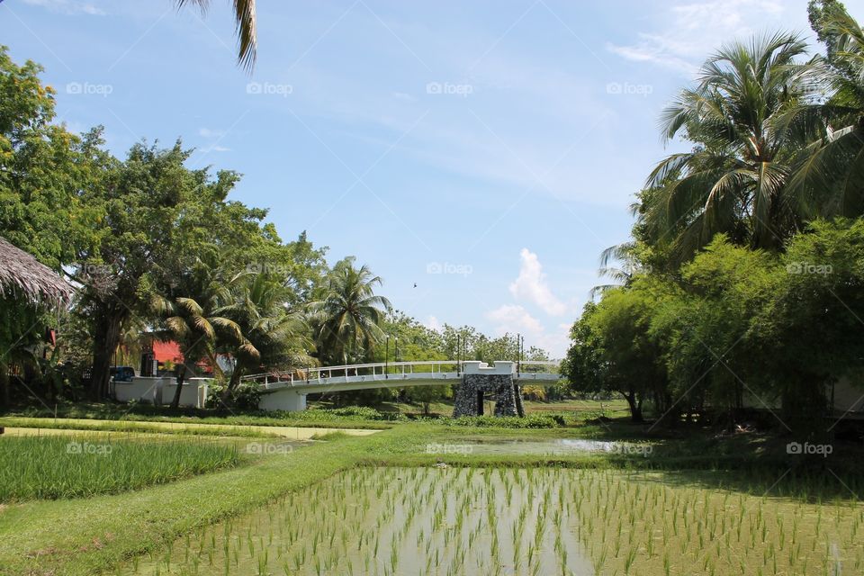 Rice Plantation langkawi Malaysia